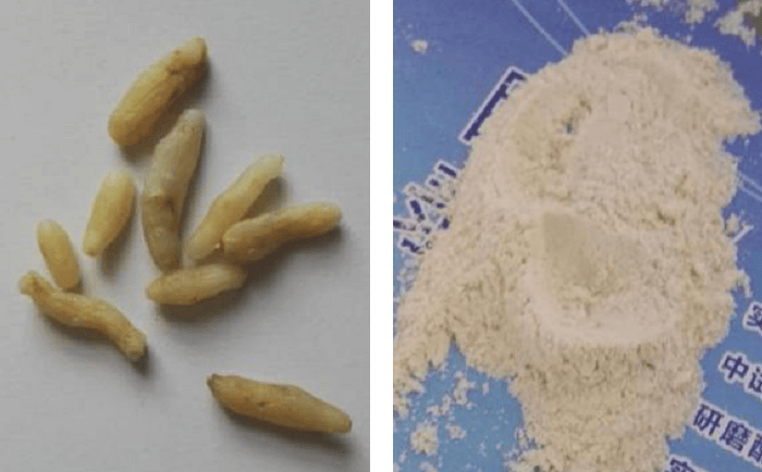 麦冬研磨前后